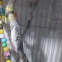 عروس هلندی مولد آماده جفت کردن|پرنده|فلاورجان, |دیوار