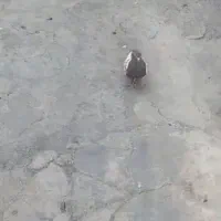 کفتر سینه ای