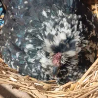 تخم مرغ‌ گلین|حیوانات مزرعه|خان ببین, |دیوار