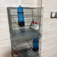 سره بخون|پرنده|مشکیندشت, |دیوار