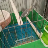 عروس هلندی ماده