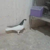 چپ زیره ایی ماده