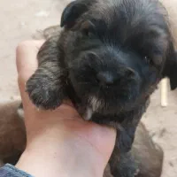 واگذاری شیتزو