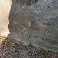 نهال بادام ،انگور،هیوا،سیب