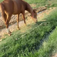 کره اسب