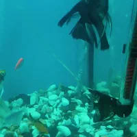 ماهی انجل|ماهی|قم, صدوق|دیوار