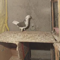 کفتر|پرنده|پاکدشت, پاکدشت (مامازند)|دیوار