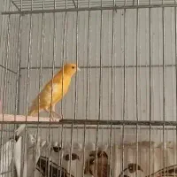 قناری نر بخون،ماده،جوجه رسمی صحیح سالم سلامت|پرنده|قم, حاج زینل|دیوار