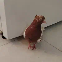 کبوتر کفتر کله سرخ