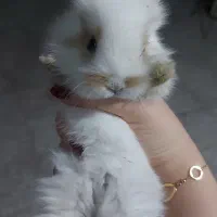 خرگوش