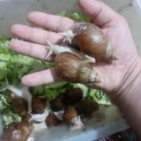 حلزونهای افریقایی آچاتینا مولد و پیش مولد|خزنده|کرج, پیشاهنگی|دیوار