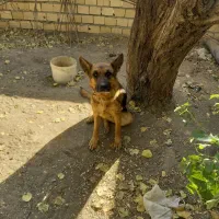 ژرمن ماده همراه توله نرمو بلند