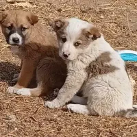 واگذاری سگ های ۳ ماهه درشت واکسن خورده