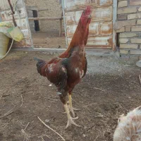 یک عدد خروس لاری