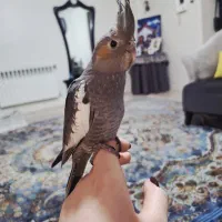 عروس هلندی سینامون|پرنده|تهران, هفده شهریور|دیوار