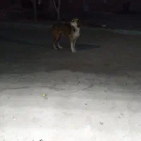 سگ سراب|سگ|زنجان, |دیوار