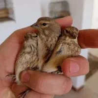 چنتا سهره سینه سرخ قناری.گلبسر.کبوتر.انگشتر|پرنده|کرمانشاه, |دیوار