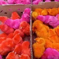 جوجه|پرنده|چهارباغ, |دیوار