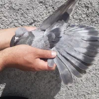 کبوتر پر و ماده سینه ای