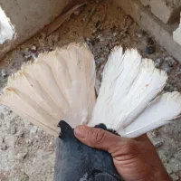 جفت زاغ دم سفید|پرنده|دورود, |دیوار