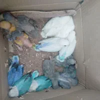 کوتوله برزیلی