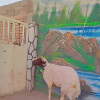 بره شیشک قوچ سنجابی اصل|حیوانات مزرعه|کاشمر, |دیوار