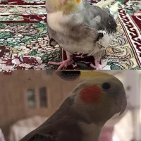 عروس هلندیم گم شده|حیوانات|گلپایگان, |دیوار