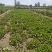 نشا گوجه|خدمات باغبانی و درختکاری|همدان, |دیوار