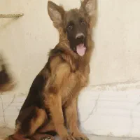 سگ ژرمن شیپهرد شولاین موبلند