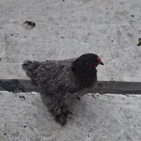 مرغ برهما|حیوانات مزرعه|قم, حمام تالار|دیوار