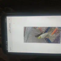 جوجه عروس هلندی دستی فوری دونه ۶۰۰