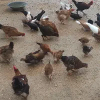 مرغ و خروس|حراج|دهدشت, |دیوار