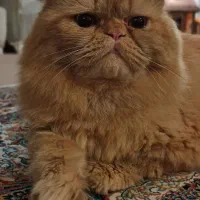 گربه پرشین نرفلت.جفت..گیری