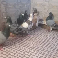 کفتر