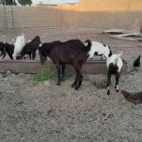 بز،نر وماده