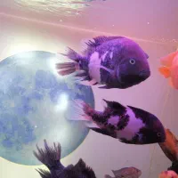 ماهی‌ ایل تایگر ویجا گار|ماهی|سنندج, |دیوار