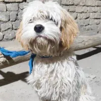 واگذاری سگ پاپی