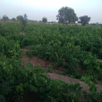 فقط یک قطعه از این باغ زیبا موجوده