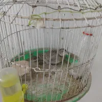 قناری بشرط|پرنده|تربت جام, معدآباد|دیوار