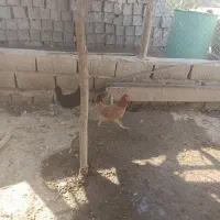 فروش مرغ محلی|حیوانات مزرعه|هندیجان, |دیوار