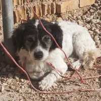 سگ پا کوتاه