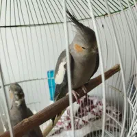 عروس هلندی سینامون گلباقالی