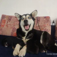 واگذاری سگ هاسکی ماده