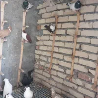 کبوتر رنگه|پرنده|بیرجند, |دیوار