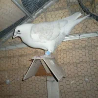 کفتر یا کبوتر|پرنده|اشکذر, |دیوار