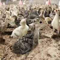 جوجه بوقلمون 20 روزه|حیوانات مزرعه|گنبد کاووس, |دیوار