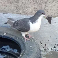 کبوتر پرش|پرنده|نیشابور, شهید بهشتی|دیوار