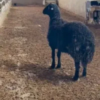 استخدام نیرو برای دام داری در شهر سنندج