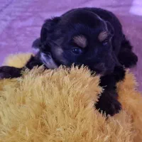 سگ آپارتمانی|سگ|سمنان, |دیوار