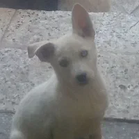 هاسکی همه نر هستن